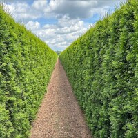 Quick hedge Kant en klaar haag Thuja occ. Smaragd 100x200 cm
