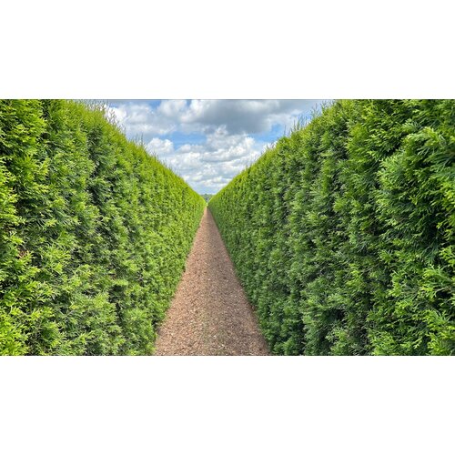 Quick hedge Kant en klaar haag Thuja occ. Smaragd 100x200 cm