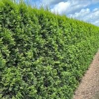 Quick hedge Kant en klaar haag Thuja occ. Smaragd 100x200 cm