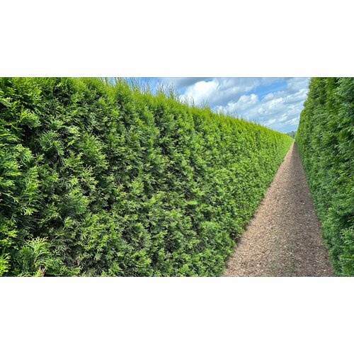 Quick hedge Kant en klaar haag Thuja occ. Smaragd 100x200 cm