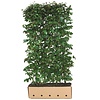 Kant en klaar haag Parrotia persica Vanessa 100x200 cm