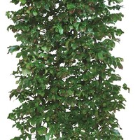 Quick hedge Kant en klaar haag Parrotia persica Vanessa 100x200 cm