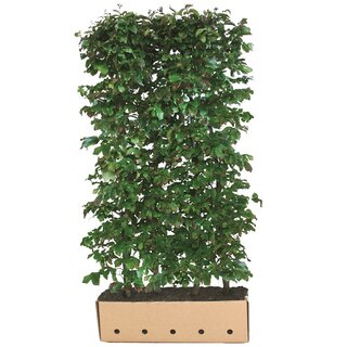 Quick hedge Kant en klaar haag Parrotia persica Vanessa 100x200 cm