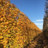 Quick hedge Kant en klaar haag Parrotia persica Vanessa 100x200 cm
