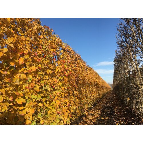 Quick hedge Kant en klaar haag Parrotia persica Vanessa 100x200 cm