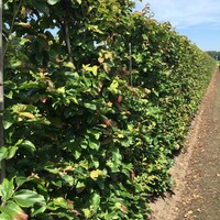 Quick hedge Kant en klaar haag Parrotia persica Vanessa 100x200 cm