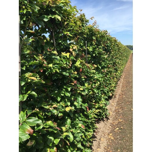 Quick hedge Kant en klaar haag Parrotia persica Vanessa 100x200 cm