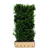 Kant en klaar haag Ilex meserveae Heckenblau 100x120 cm