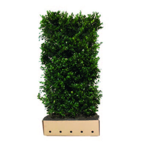 Quick hedge Kant en klaar haag Ilex meserveae Heckenblau 100x120 cm