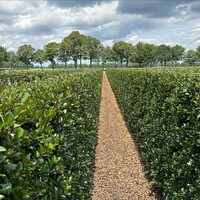 Quick hedge Kant en klaar haag Ilex meserveae Heckenblau 100x120 cm