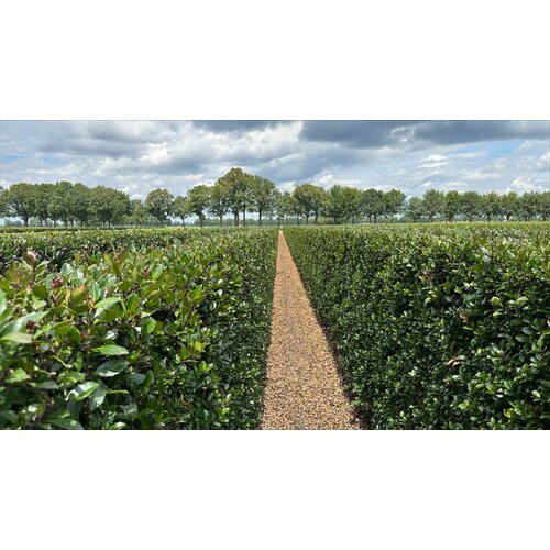Quick hedge Kant en klaar haag Ilex meserveae Heckenblau 100x120 cm