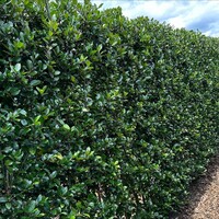 Quick hedge Kant en klaar haag Ilex meserveae Heckenblau 100x120 cm