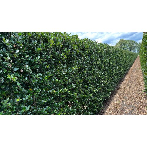 Quick hedge Kant en klaar haag Ilex meserveae Heckenblau 100x120 cm