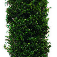 Quick hedge Kant en klaar haag Ilex meserveae Heckenblau 100x200 cm