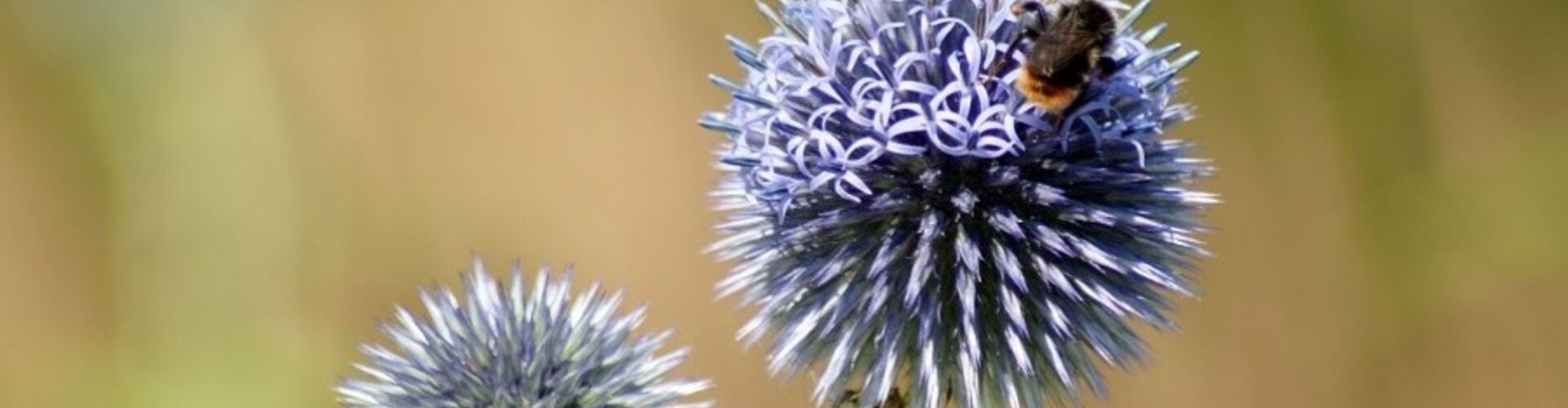 10 planten die goed tegen zon en droogte kunnen