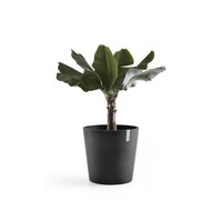 Ecopots Ecopots Amsterdam 50 Dark grey