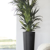 Ecopots Ecopots Amsterdam extra high 90 dark-grey | Gratis levering