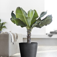 Ecopots Ecopots Amsterdam 60 Dark grey