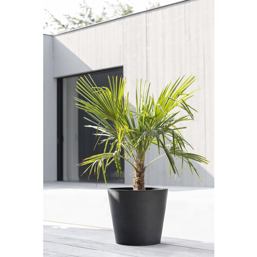 Ecopots Ecopots Amsterdam 60 dark-grey wheels | Gratis bezorging