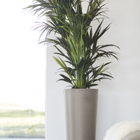 Ecopots Ecopots Amsterdam High 75 taupe | Gratis verzending