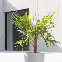 Ecopots Ecopots Amsterdam 80 white-grey met wielen | Morgen bezorgd