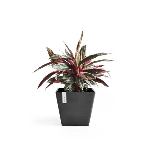 Ecopots Ecopots Rotterdam 50 Dark grey
