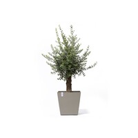 Ecopots Ecopots Rotterdam 50 taupe wheels | Gratis verzending