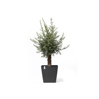 Ecopots Ecopots Rotterdam 50 dark-grey wheels | Gratis verzending