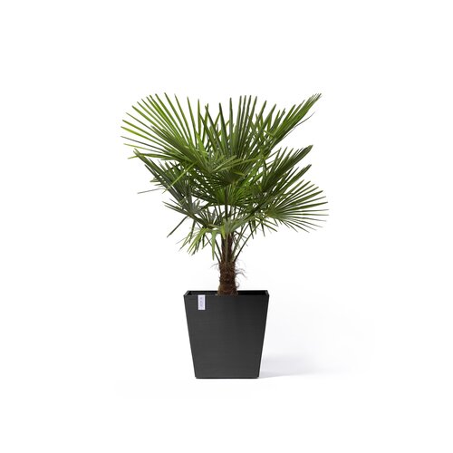 Ecopots Ecopots Rotterdam 50 dark-grey wheels | Gratis verzending