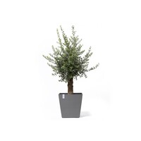 Ecopots Ecopots Rotterdam 50 grey wheels | Morgen bezorgd