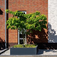 Adezz Polyester plantenbak Carrez 60x60x60 cm | Antraciet-zwart | met wielen