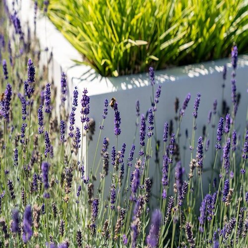Adezz Polyester plantenbak Carrez 100x40x40 cm | Wit