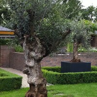 Adezz Polyester plantenbak Carrez 150x50x60 cm | Antraciet-zwart