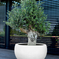 Luca lifestyle Elena Grigio  70 - Antique White