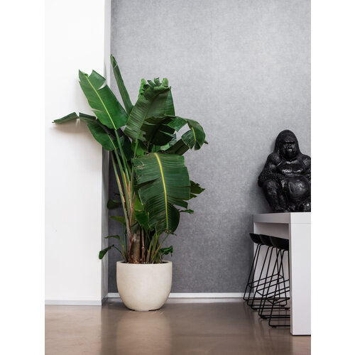 Luca lifestyle New egg pot Grigio 65 -  Antique White