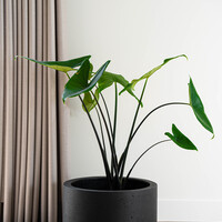 Luca lifestyle Cylinder Grigio 80 - Antraciet