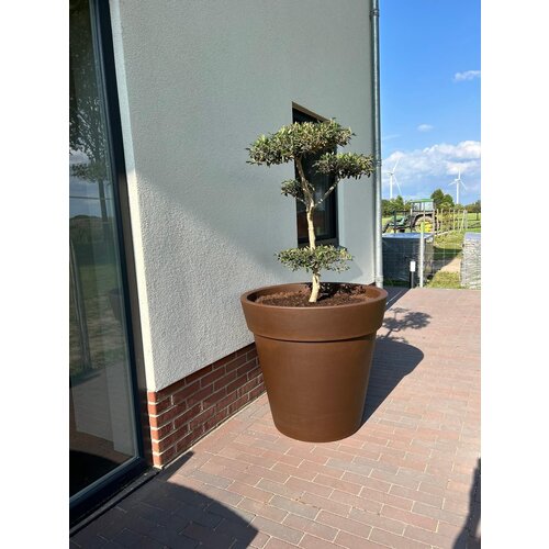 Plantenbak Daan 80 | Brons