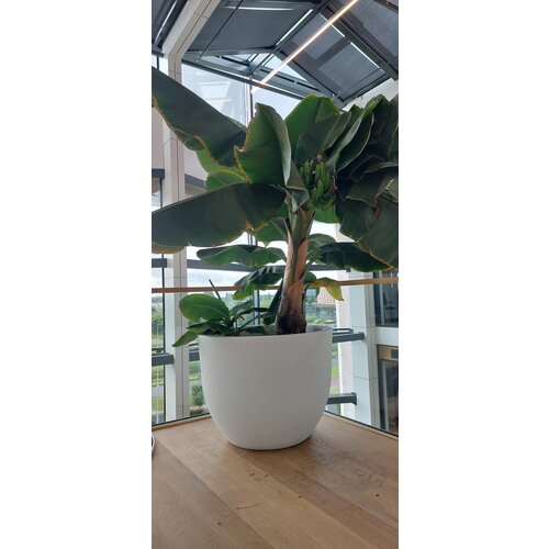 Plantenbak Veerle 80 wit