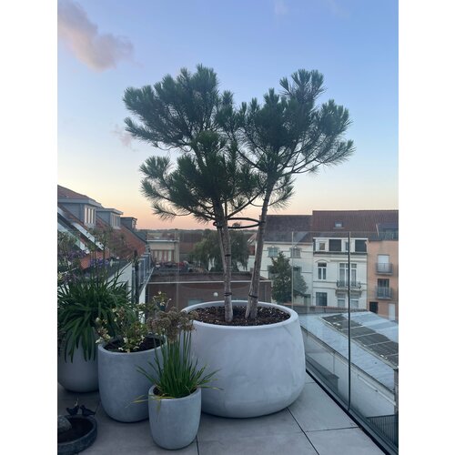 Plantenbak Koert 95 | Greystone