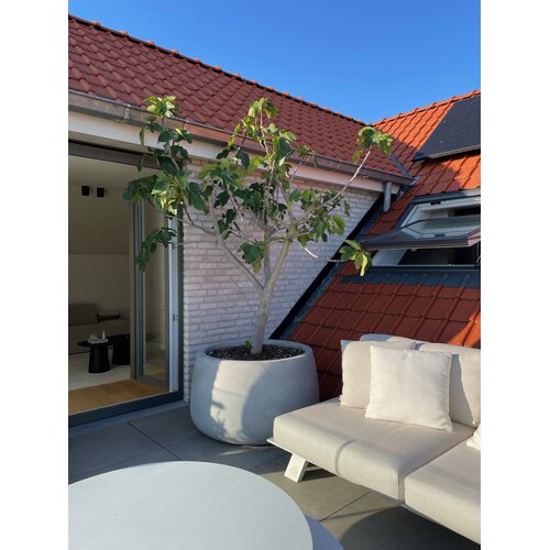 Plantenbak Koert 80 | Greystone