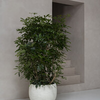 Pottery Pots Jumbo Orb, XXS - Ivory Washed