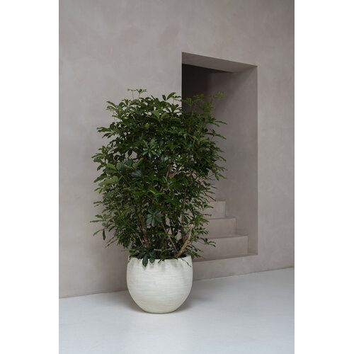 Pottery Pots Jumbo Orb, XXS - Ivory Washed