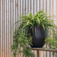 Pottery Pots Mini Orb, L - Black washed