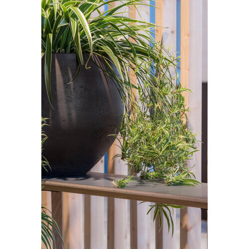 Pottery Pots Mini Orb, XL - Black washed