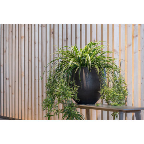 Pottery Pots Mini Orb, XL - Black washed