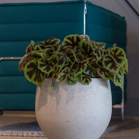 Pottery Pots Mini Orb, L - Grey washed