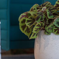 Pottery Pots Mini Orb, XL - Grey washed