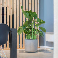 Pottery Pots Charlie, XL - Grey washed