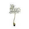 Kunstplant - Queensland bottle Tree L, Green