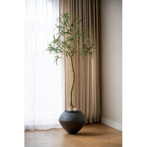Pottery Pots Kunstplant - Queensland bottle Tree L, Green